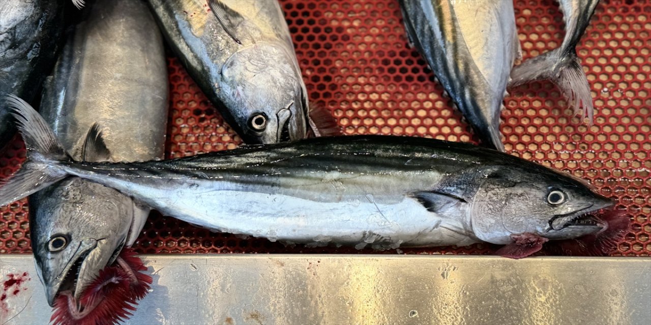 "Geçen yıl Batı Karadeniz'de olan avcılık bu sene tam tersine Doğu Karadeniz'de oldu."