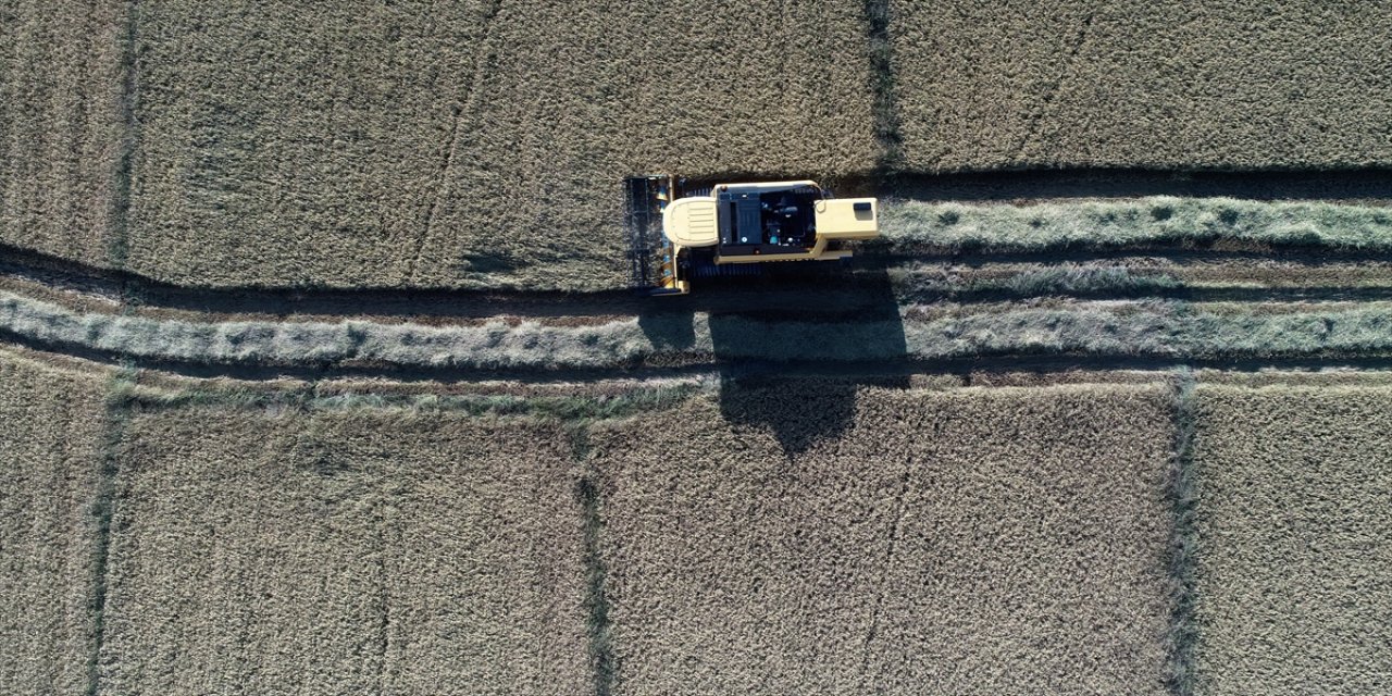 Düzce'de 2 bin 100 dönüm alanda ata tohumuyla yetiştirilen coğrafi işaretli Konuralp pirincinin hasadına başlandı.