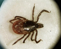 Kene türleri inceleniyor