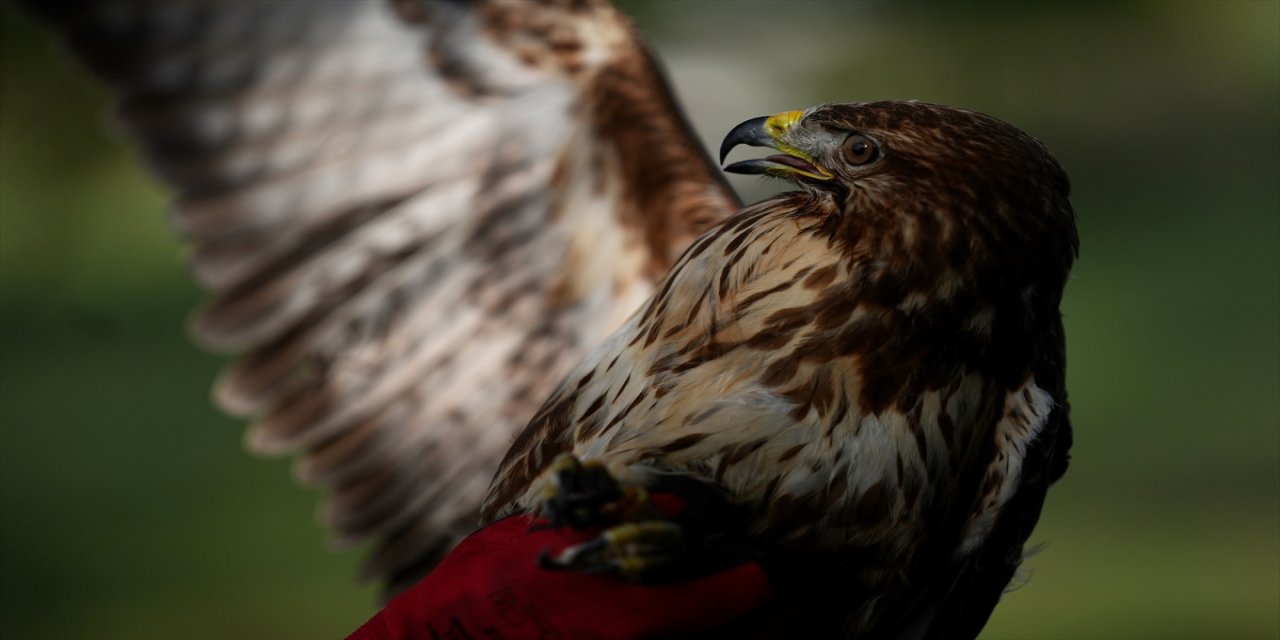 Düzce'de göç yolunda bitkin halde bulunan ve uzman ellerce iyileştirilen kızıl şahin yeniden kanat çırpacak.