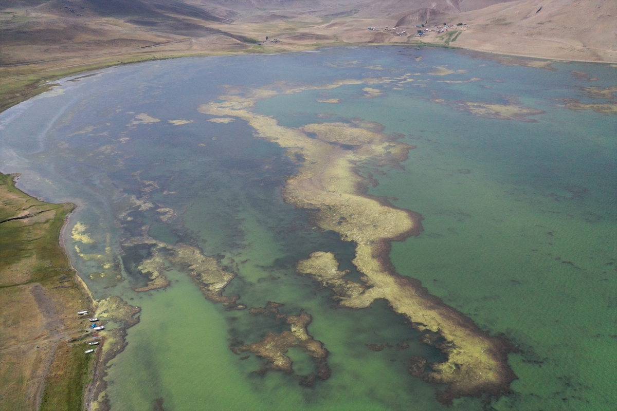Suyu çekilen ve yosun tutan Balık Gölü'nde "canlı yaşamı" tehlikede
