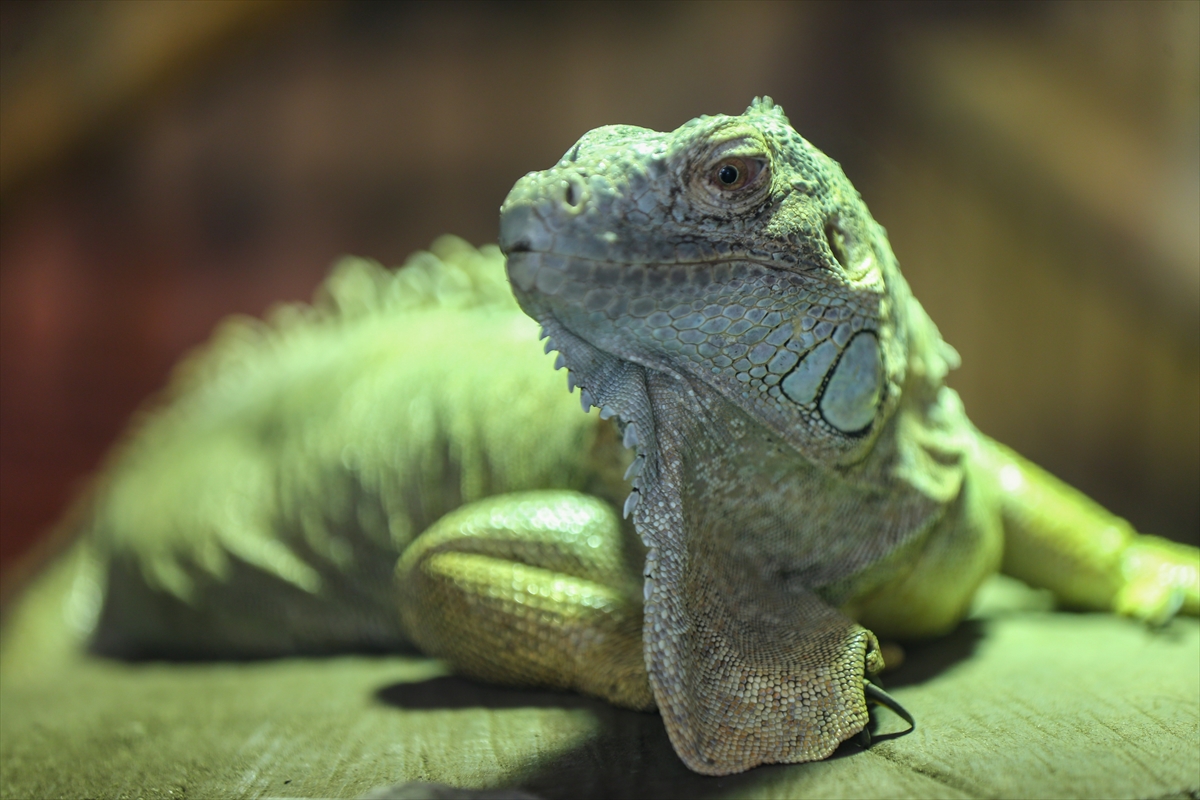 Bursa'da koruma altındaki yeşil iguana ailesi 5 yılda 127 bireye ulaştı