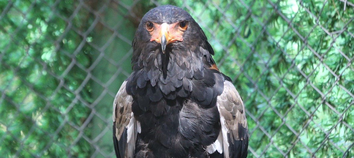 Kanatlarına ve tırnaklarına zarar verilen cambaz kartala Şanlıurfa'da özenli bakım