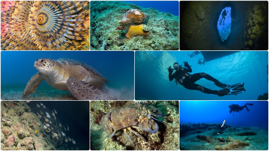 Antalya'da dalış turizminin gözdesi "Üç Adalar"ın su altı zenginlikleri görüntülendi
