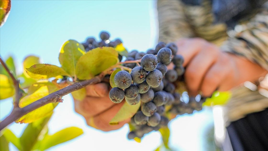Diyarbakırlı öğretmen engebeli arazisini aronya bitkisi yetiştirerek değerlendirdi