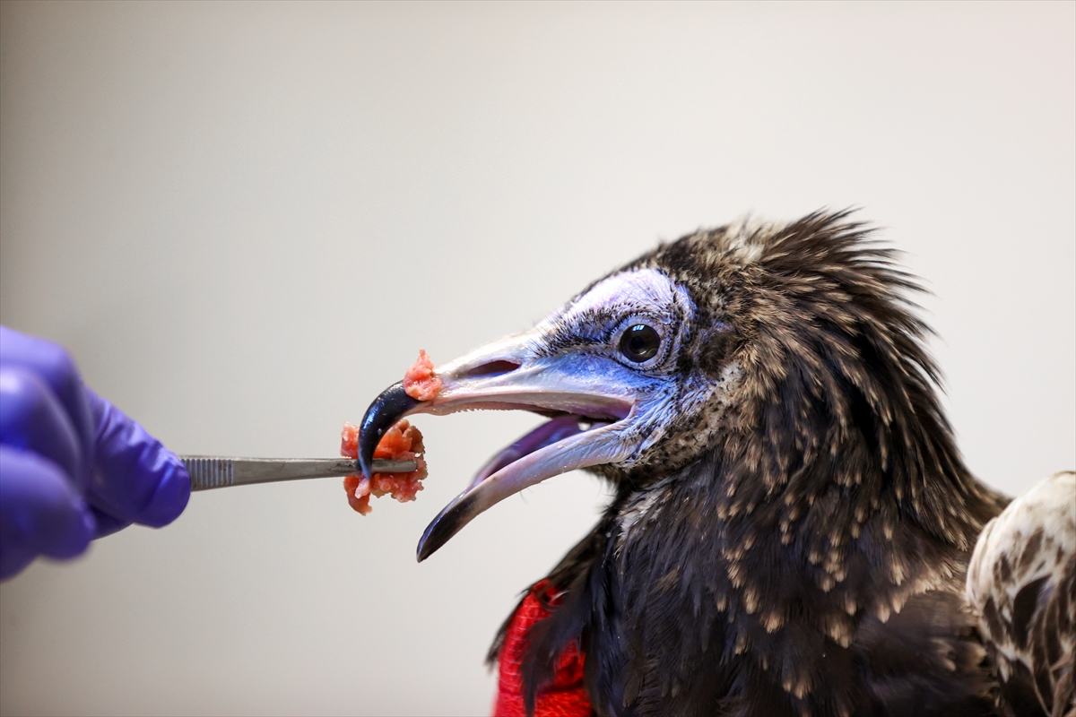 Konya'daki merkezde 5 akbaba koruma altında tutuluyor