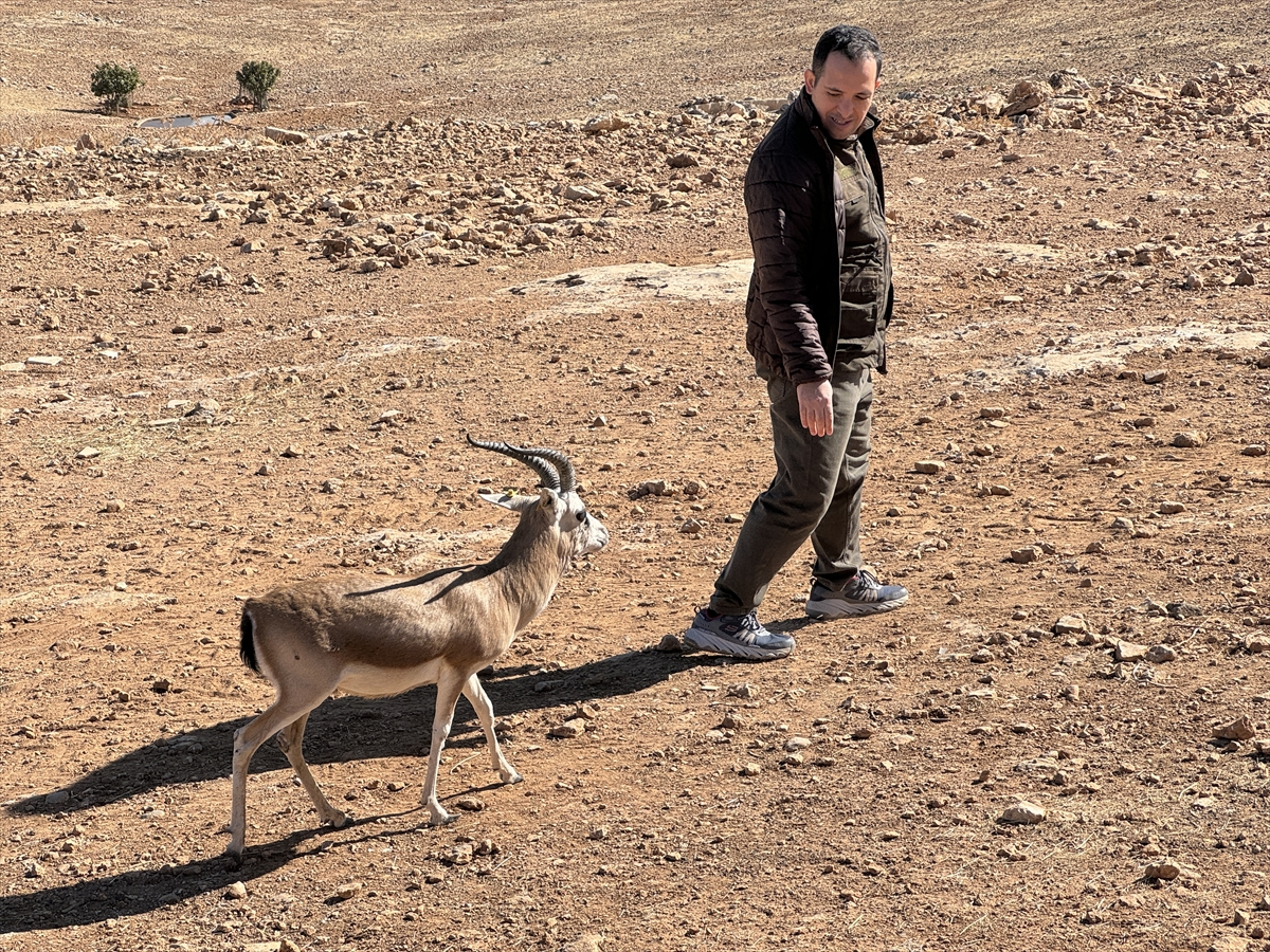 "Cumali", ceylan üretim istasyonunun maskotu oldu