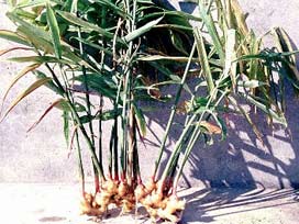 Kanser tedavisinde Yeni Umutlar