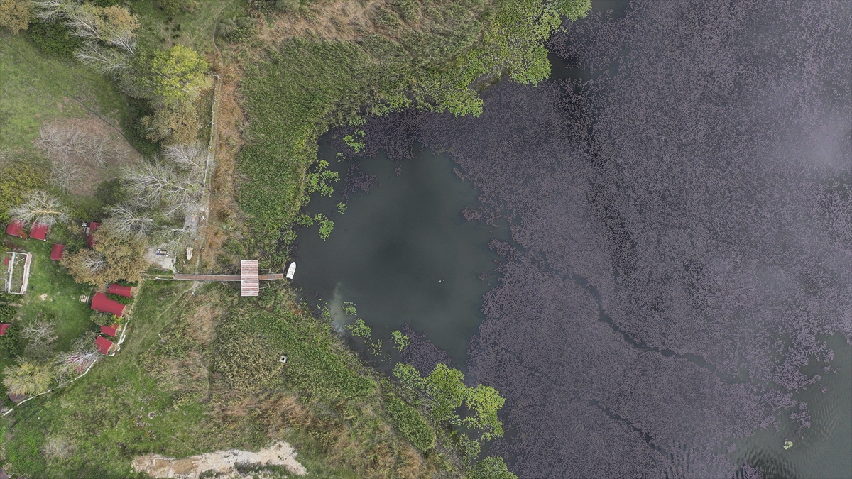 Terkos Gölü'ndeki doğanın renkleri dronla görüntülendi