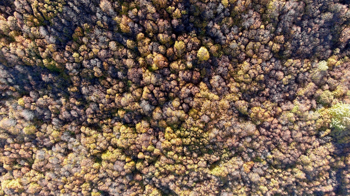 Kütahya'daki Boyalı Dağı, sonbaharın renklerine boyandı