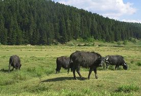 Devlet, manda sayısını artırıyor