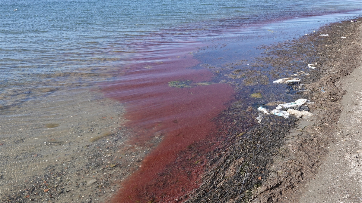 Çanakkale'de lodos fırtınasının etkisiyle sahilde kırmızı algler gözlendi