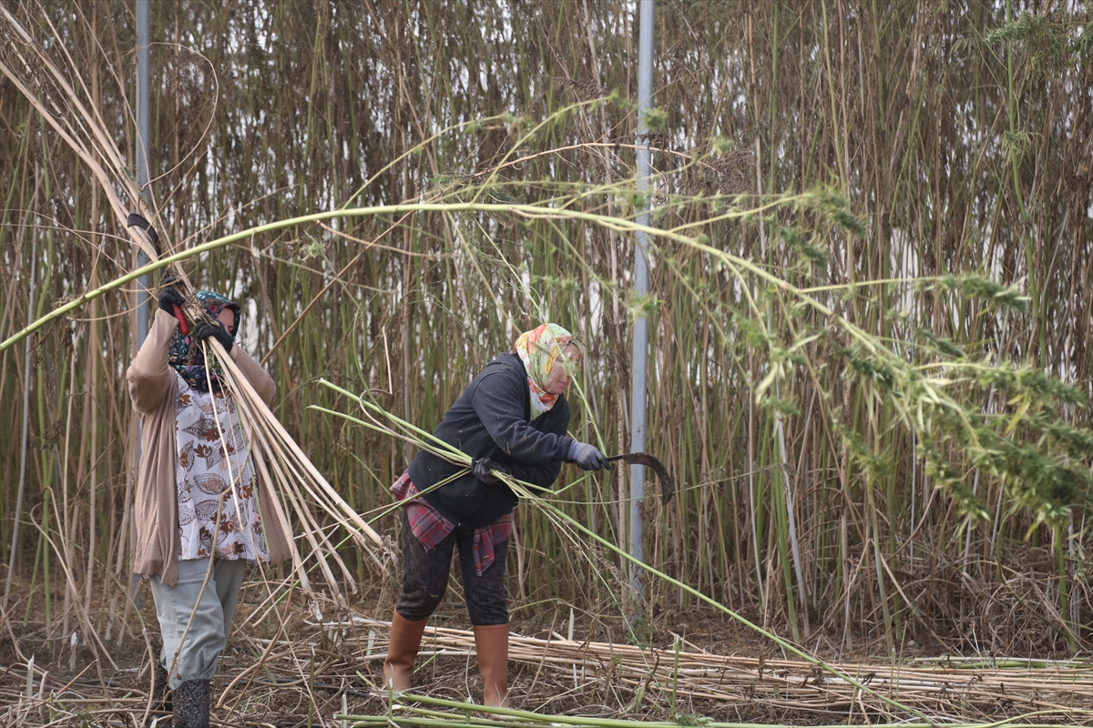 Samsun'da "vezir" adlı kenevir çeşidinin tohumluk hasadı yapıldı