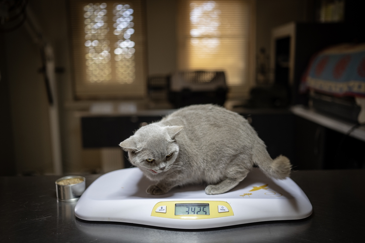 Pilates yaparken meşhur olan kedi Şiraz yeni yuvasını arıyor