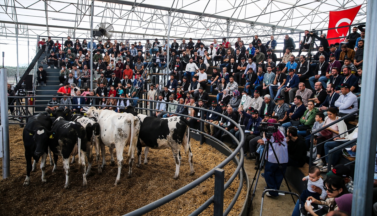 Hayvancılıkta aracılığın önüne geçilen mezatta genç ve kadın üreticilere yem desteği