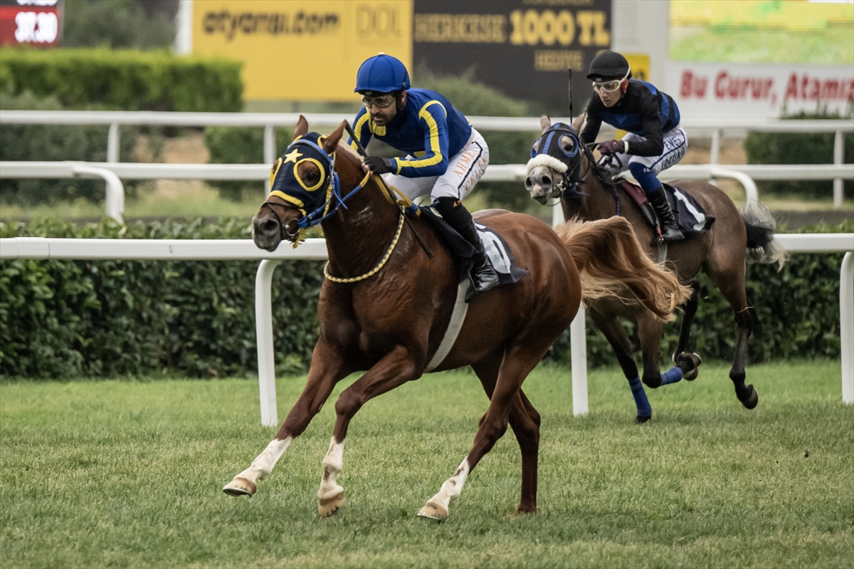 Hipodromların safkan Arap atları atalarından aldıkları gen mirasıyla şampiyonluklara koşuyor