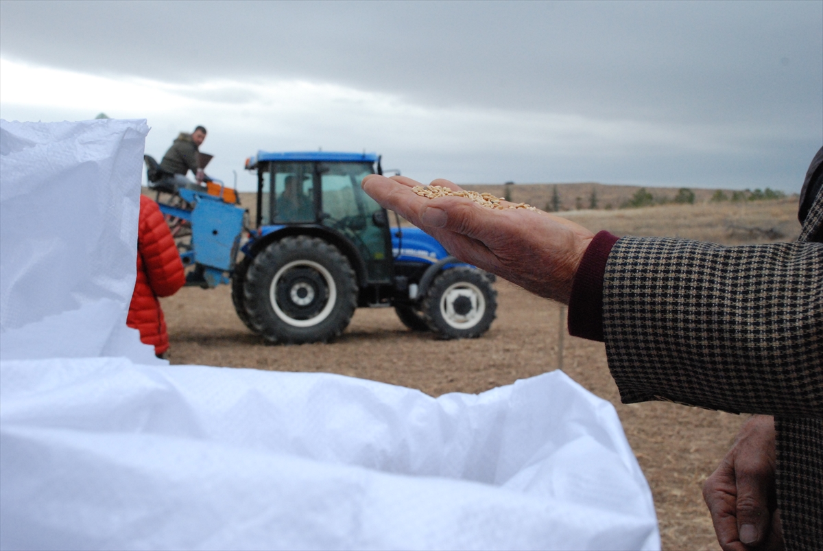 Eskişehir'de çoğaltılan ata tohumları bölge çiftçisinin hizmetine sunuluyor
