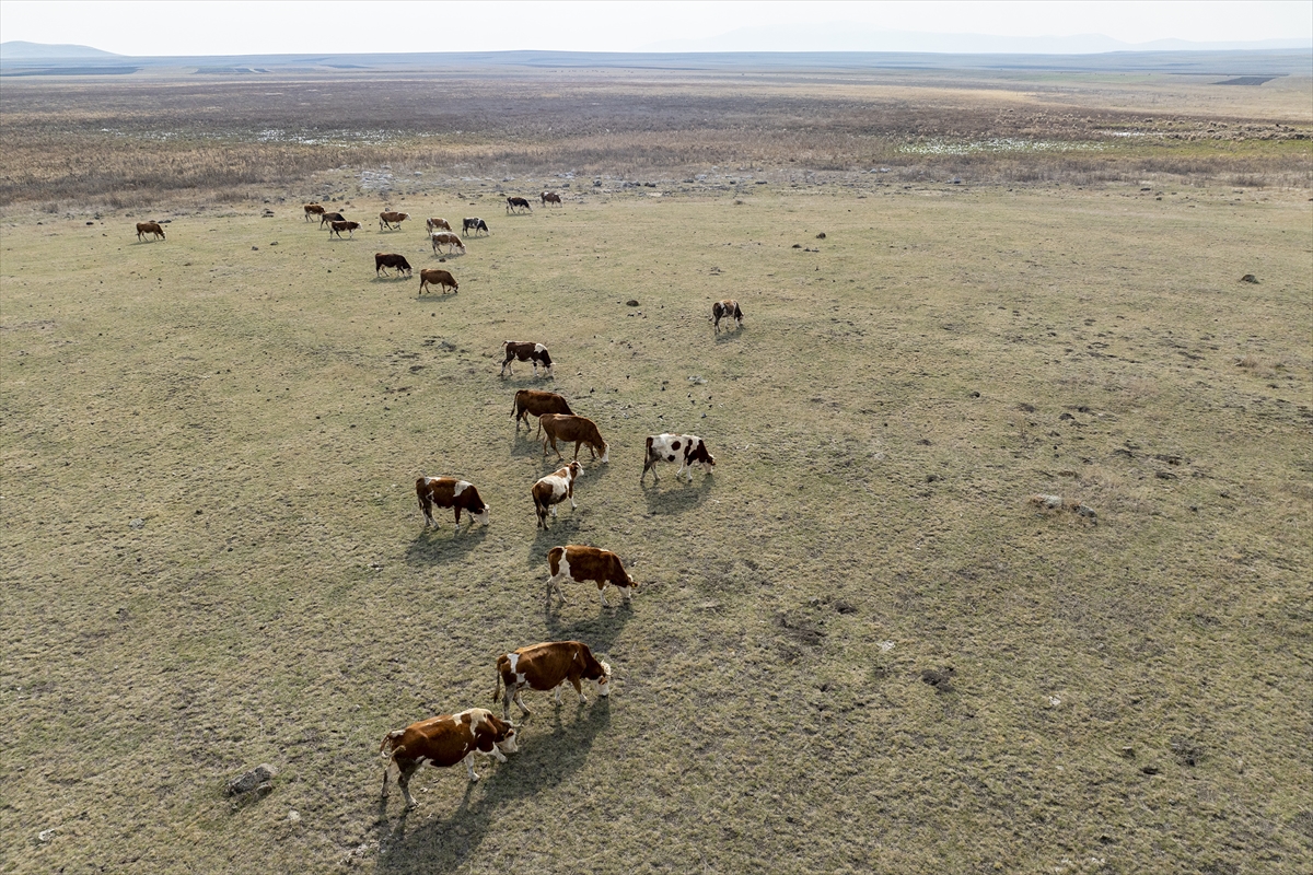 Kuyucuk Gölü'nün yeniden "kuş cenneti" olması için çalışma yürütülüyor