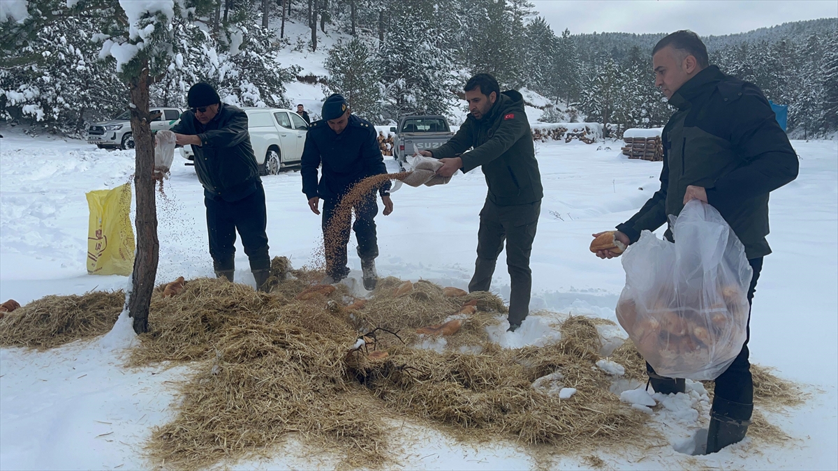 Çankırı'da karla kaplı araziye yabani hayvanlar için yem bırakıldı