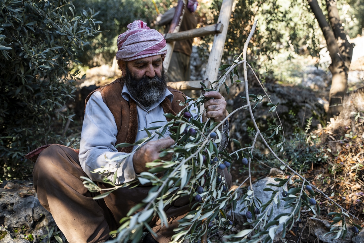 PKK nedeniyle yurtlarına dönemeyen Ezidiler, Laleş tapınağında zeytin hasadına başladı
