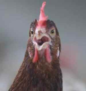 İran'da 25 milyon kümes hayvanı itlaf edildi