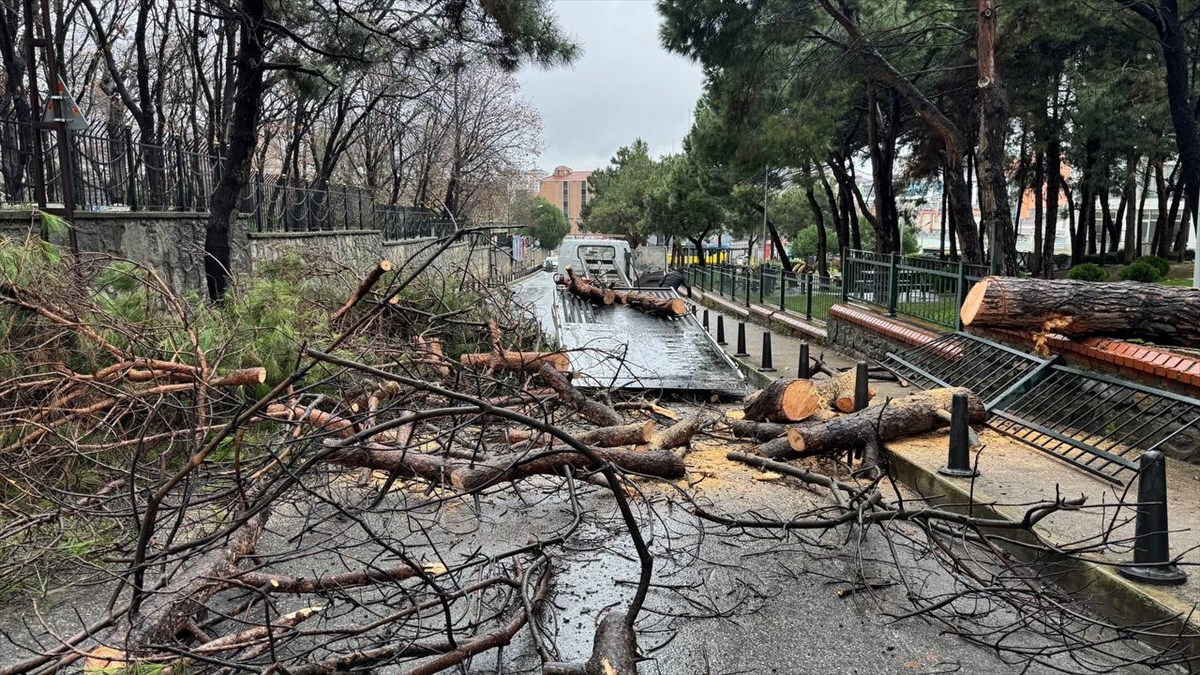 Ümraniye'de parktaki ağaç caddeye devrildi