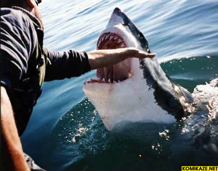 Mısır'da köpekbalığı bir turisti öldürdü