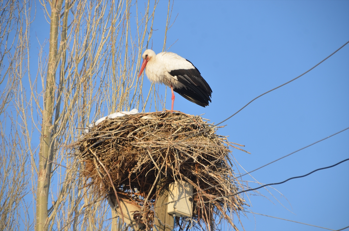 Göç etmeyen leyleklere Yüksekovalılar sahip çıkıyor