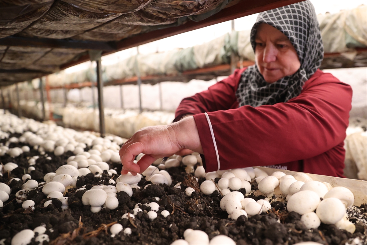 Girişimci kadınlar kaya odalarda mantar üretiyor