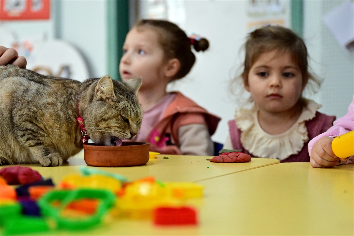 Depremzede kedi "Püsük" kendisine kucak açan anaokulunun neşesi oldu
