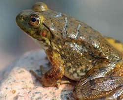 Gökten Ölü Kurbağa Yağdı