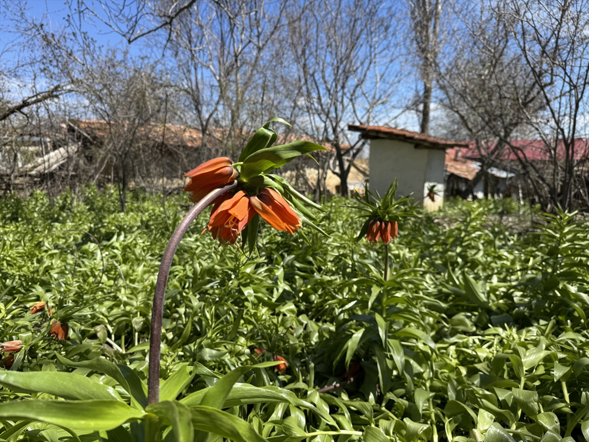 Bulgaristan göçünün hüzünlü yolcusu ters laleler 147 yıldır Denizli'de açıyor