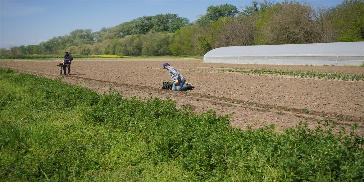 Efsane Renk Edirne Kırmızısı Yeniden Hayat Buluyor