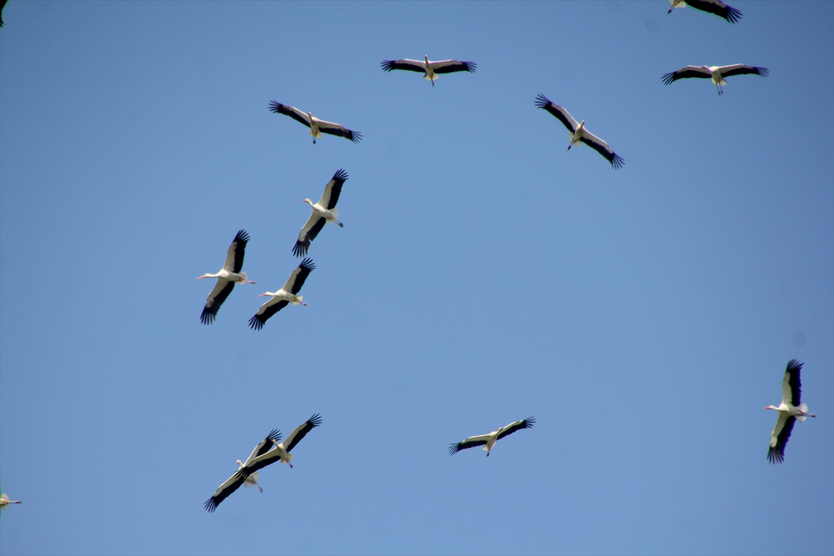 Göç yolu üzerindeki Hatay'da bahar döneminde 233 kuş türü gözlemlendi