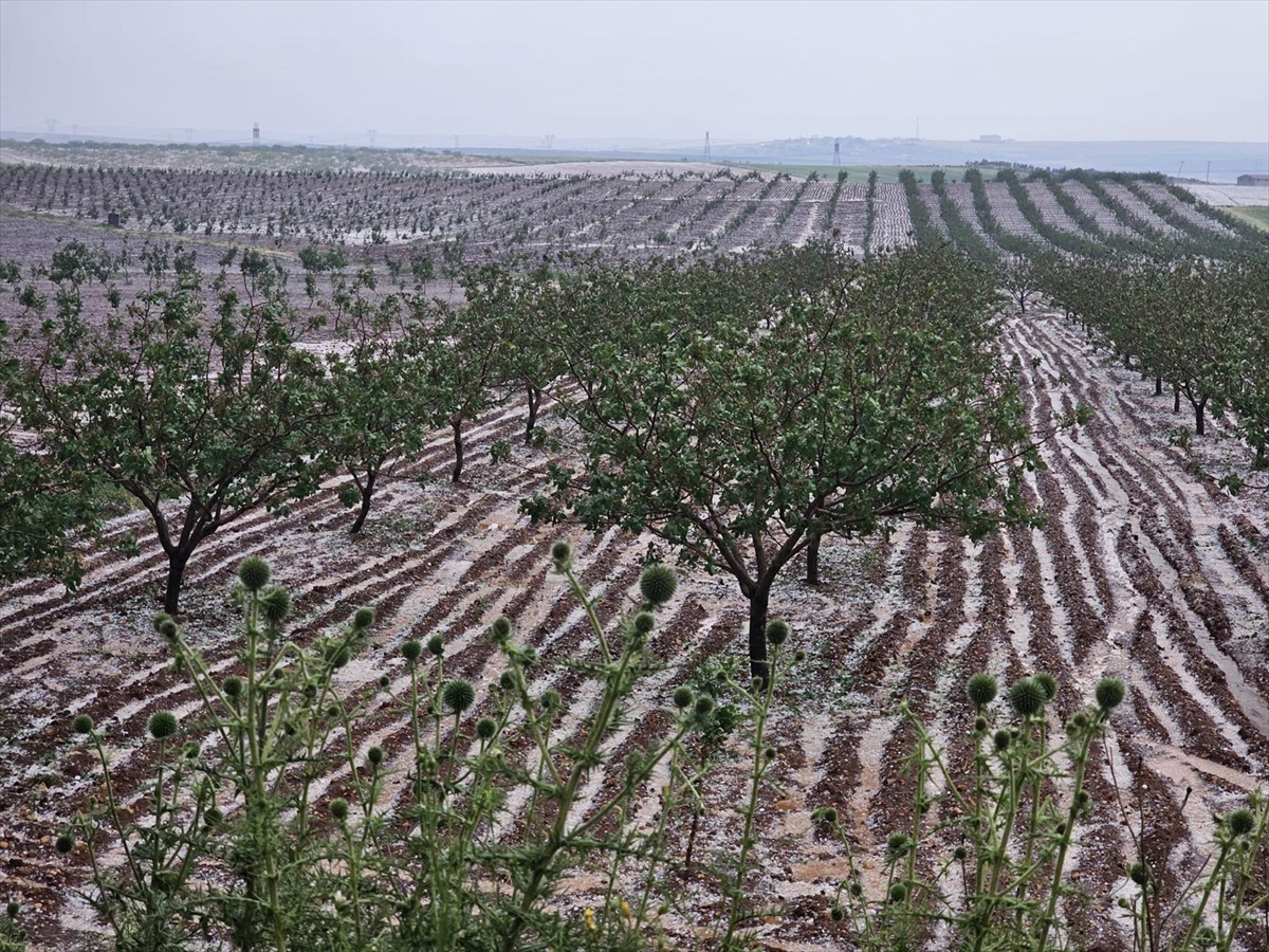 Şanlıurfa'da etkili olan doluda bazı tarım alanları zarar gördü