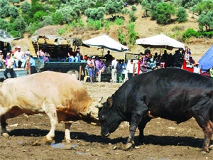 Ölmüşler hayrına güreştiler