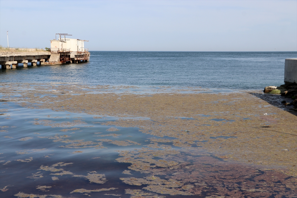 Tekirdağ kıyılarında alg patlaması nedeniyle deniz renginde değişim gözlendi