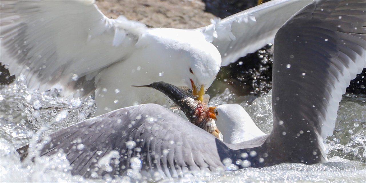 Van Gölü'nde inci kefali göçü ve martıların avı: Görsel şölen yaşanıyor