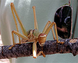 Dev çekirge görenleri şaşırttı