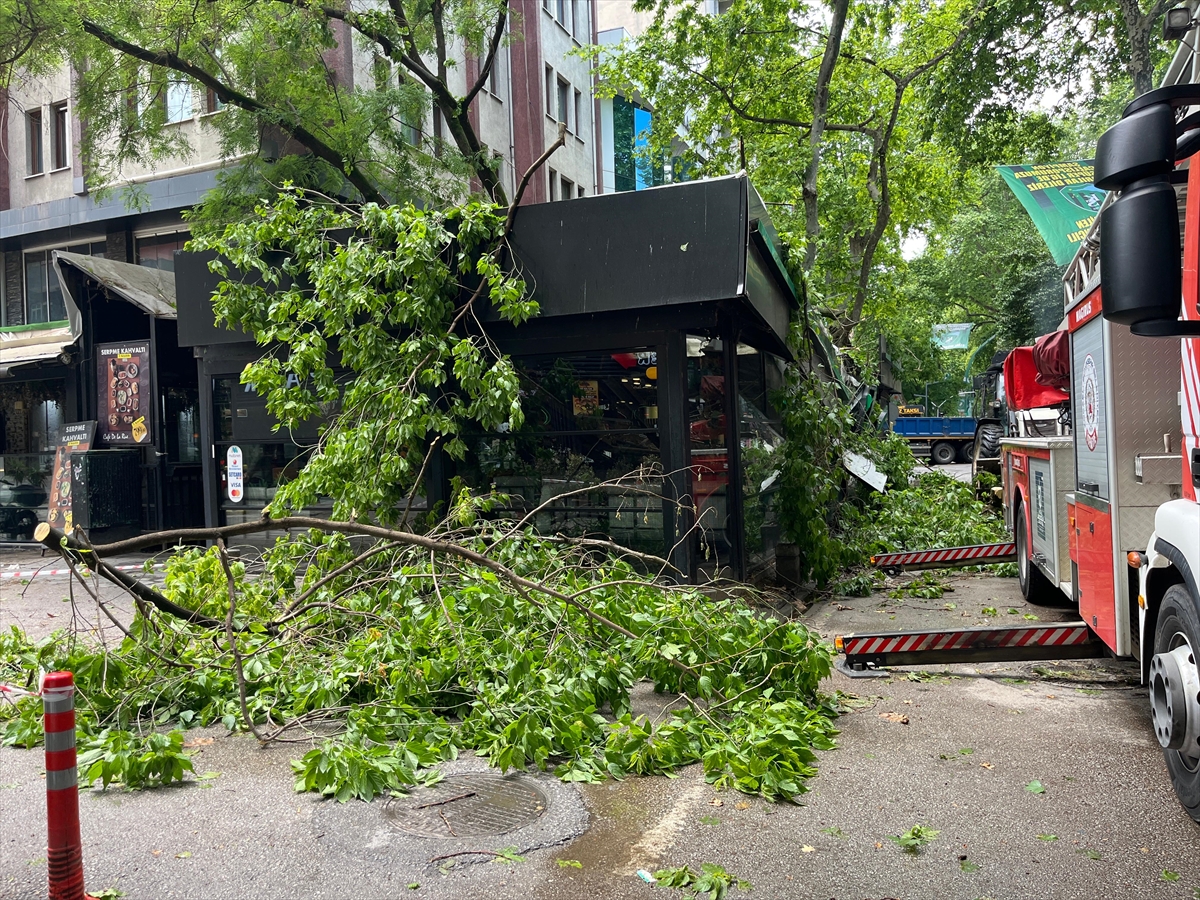 İzmit'te şiddetli rüzgarda devrilen çınar ağacı kafede hasara yol açtı