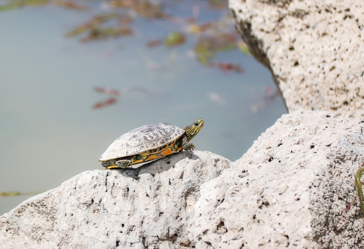 Tatlı su kaplumbağaları tehdit altında