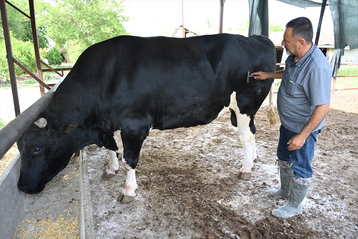 Osmaniye'de 1,2 tonluk kurbanlık boğa bayram öncesi alıcısını bekliyor