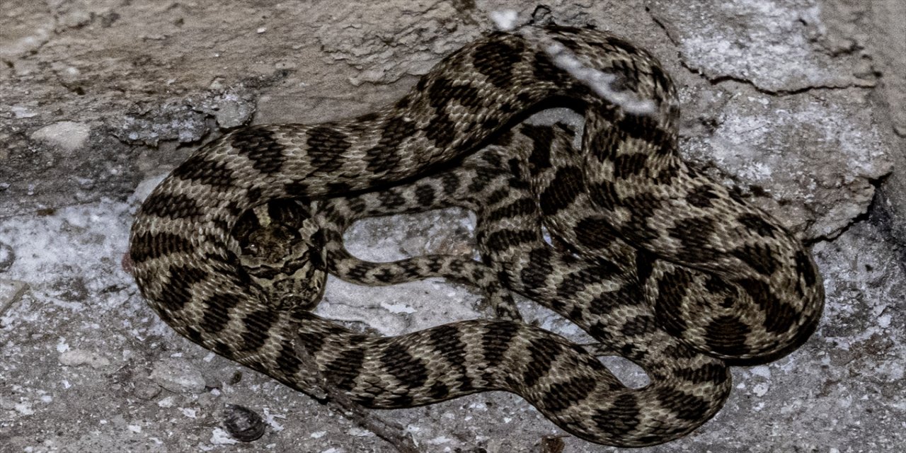 Ankara Yenimahalle'de apartman bodrumunda yılan bulundu.