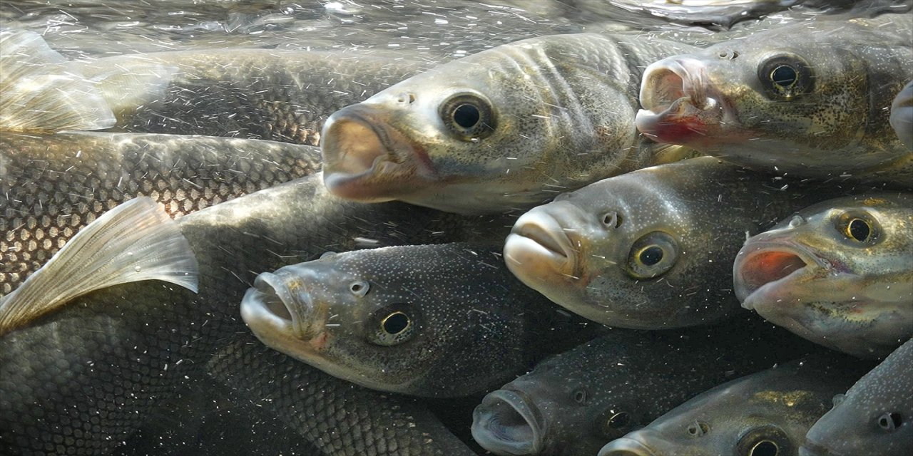 İnci Kefalinin Mucizevi Göçü Görüntülendi