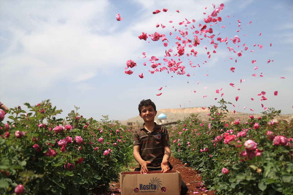 İdlib'de gül bahçeleri, çiftçilere yeni gelir kaynağı sunuyor