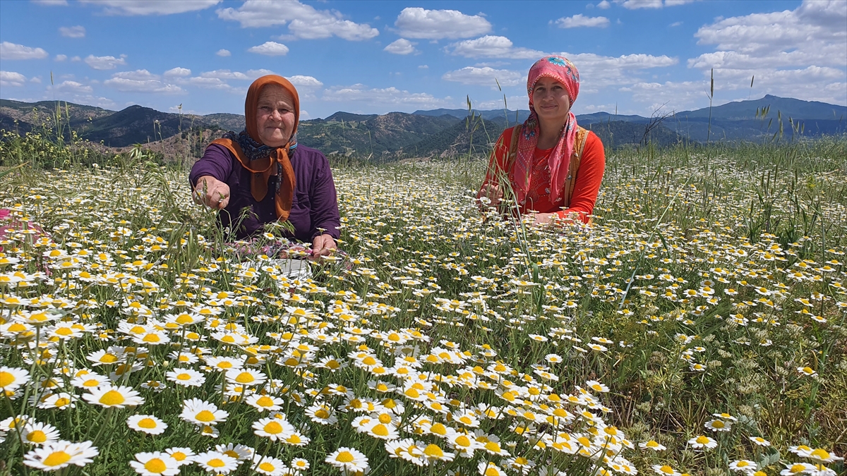 Manisalı kadınların topladığı kır papatyaları meşrubat ilaç sanayisinde kullanılıyor