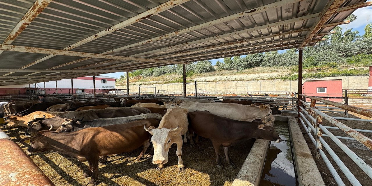 Van'da TDV organizasyonuyla 975 büyükbaş hayvan kesiliyor.