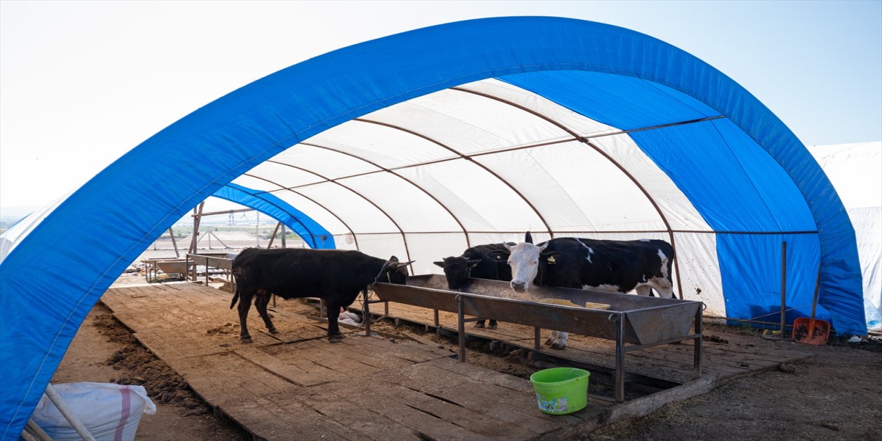 Ankara'da Kurbanlık Satışları Tamamlandı, Hayvan Pazarlarında Çadırlar Toplanıyor.