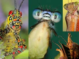 Havalar Isındı.Böcek Isırmalarına Dikkat!