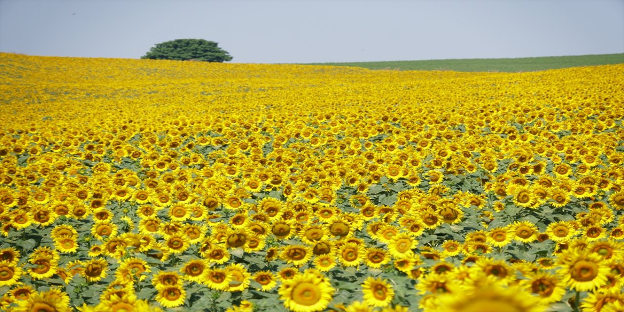 Tekirdağ’da Ayçiçekleri Sarıya Bürüdü, Görsel Şölen Başladı